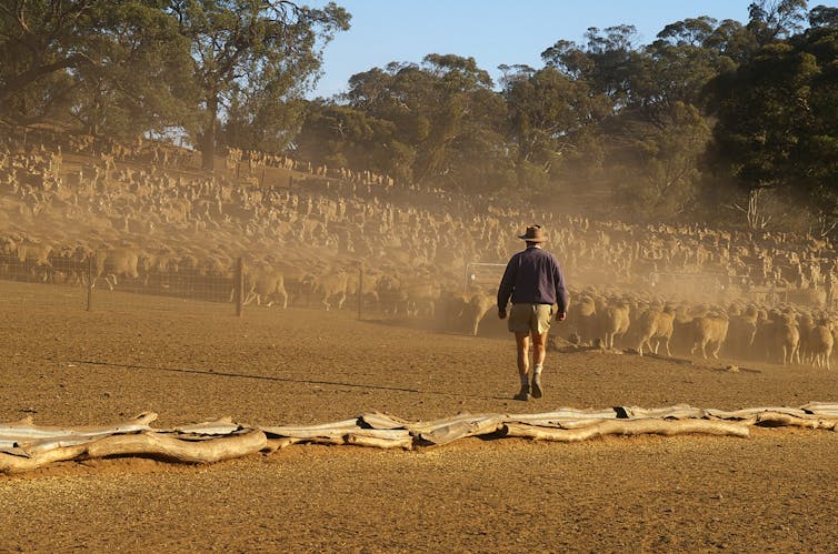 Farmer with sheep on dusty farm