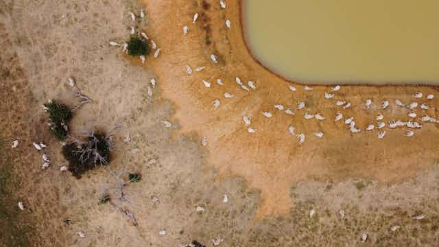Aerial view of dam and sheep