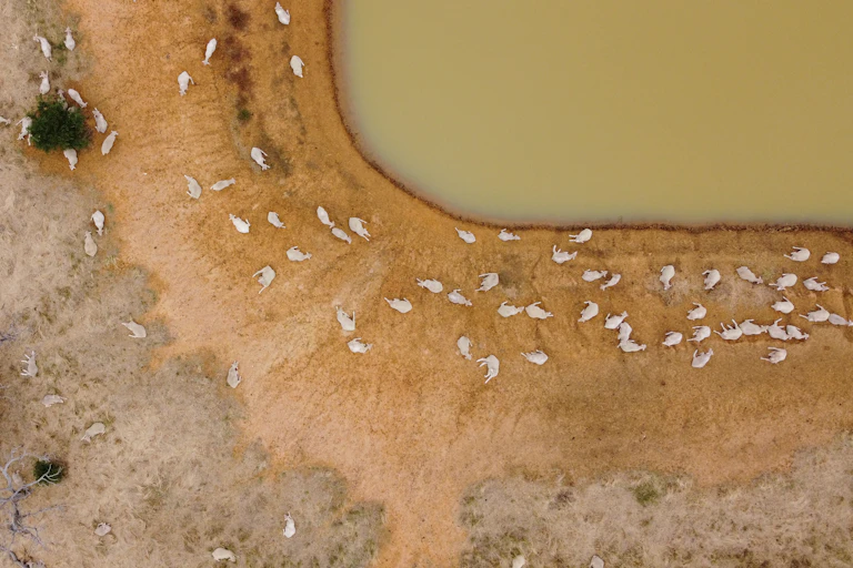 Aerial view of dam and sheep