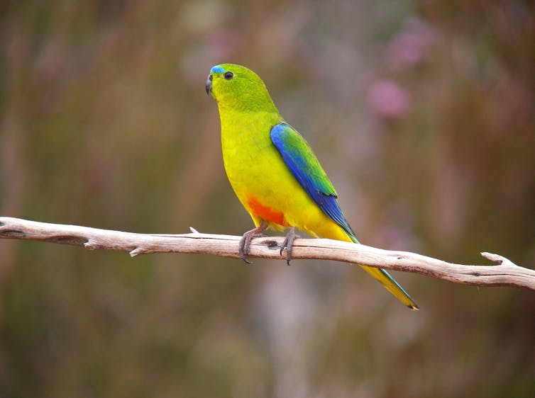 orange-bellied parrot