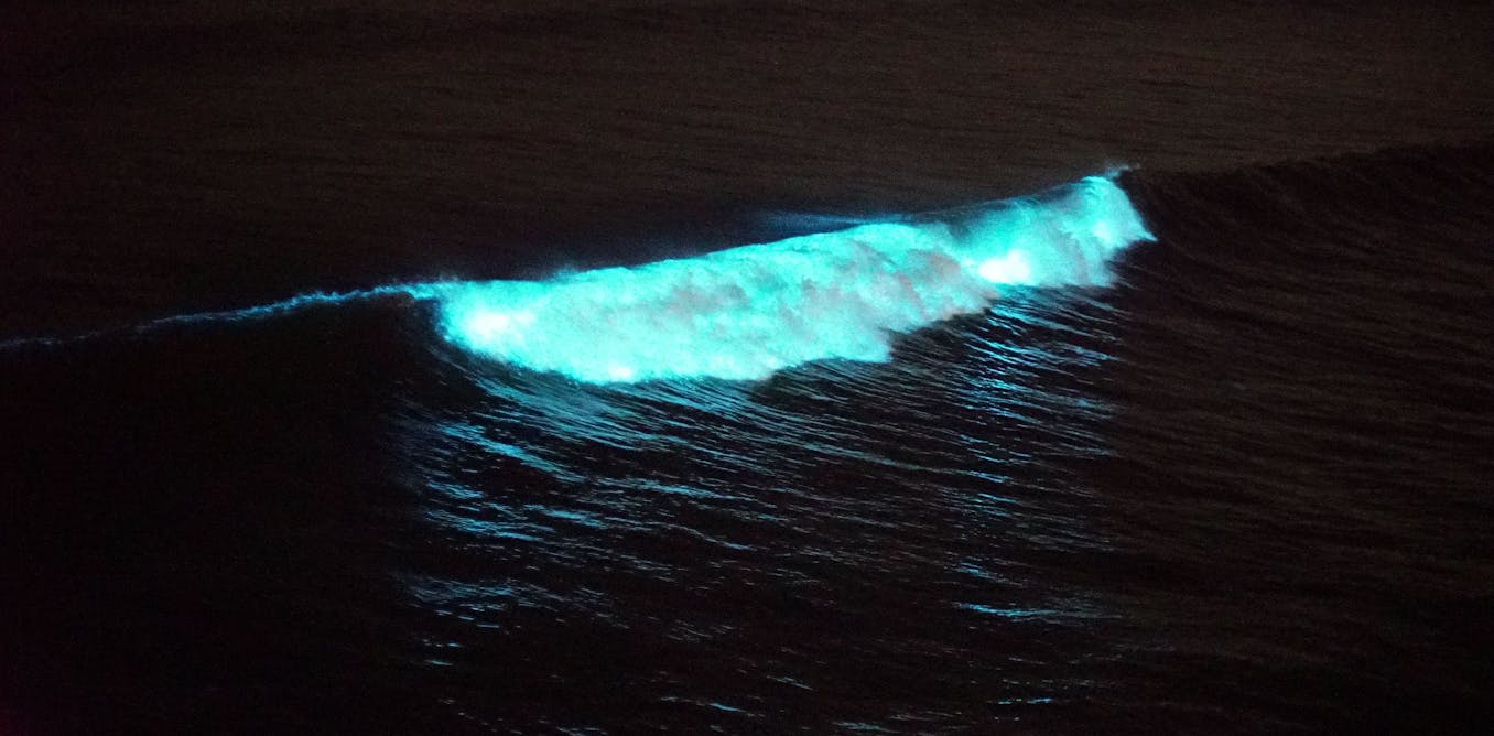Magiche ma velenose, queste sono microalghe dell’oceano Magiche ma velenose, queste sono microalghe dell’oceano
