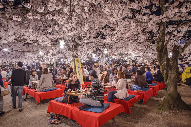 People eat beneath cherry blossoms in Tokyo.