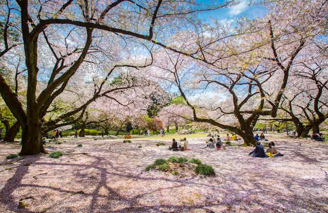 People sitting under cherry blossoms tree