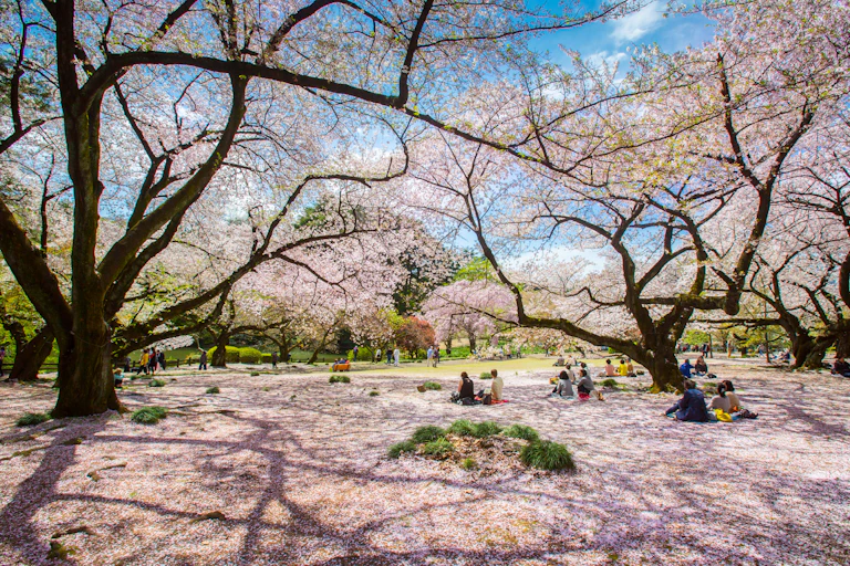 People sitting under cherry blossoms tree