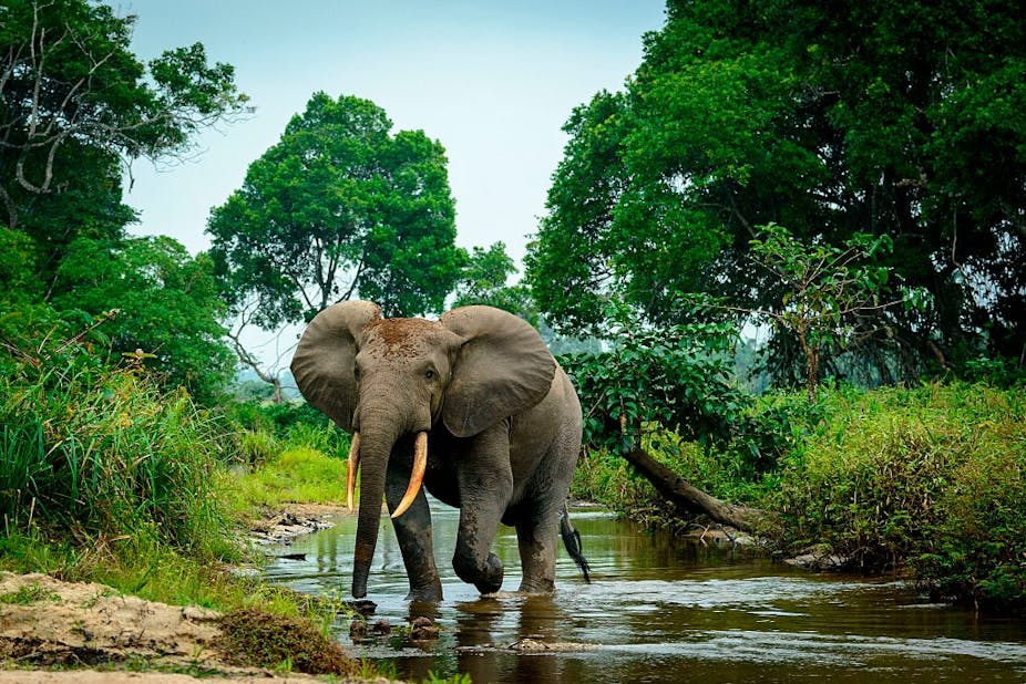 An elephant walks through a river