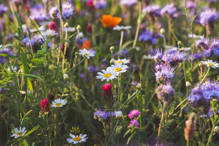 Meadow flowers.