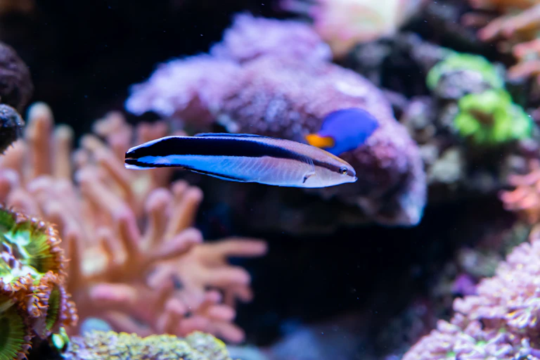 Labre nettoyeur commun dans un aquarium