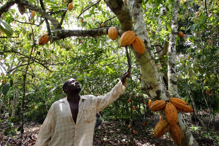 man reaches up toward pods growing from trunk of cacao tree