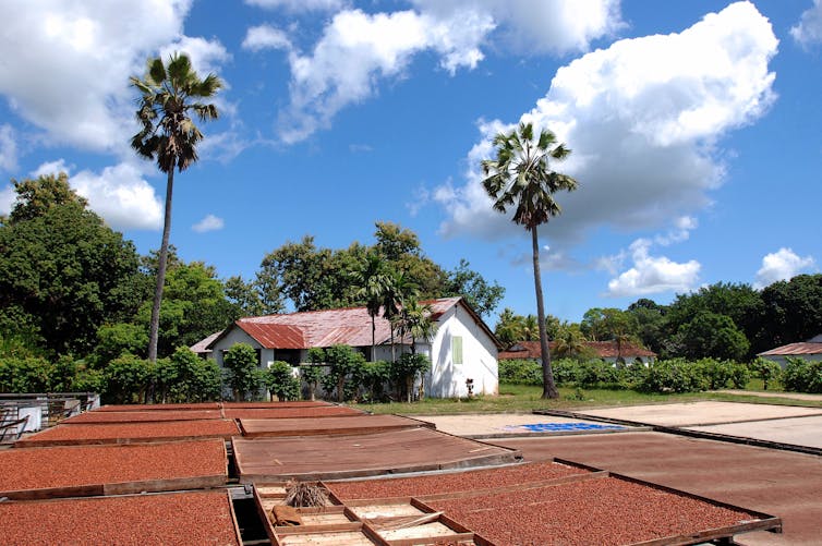 Drying beans fill trays outside under a sunny blue sky