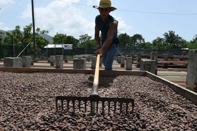 Um homem de chapéu ajeita uma grande bandeja com sementes de cacau para secar