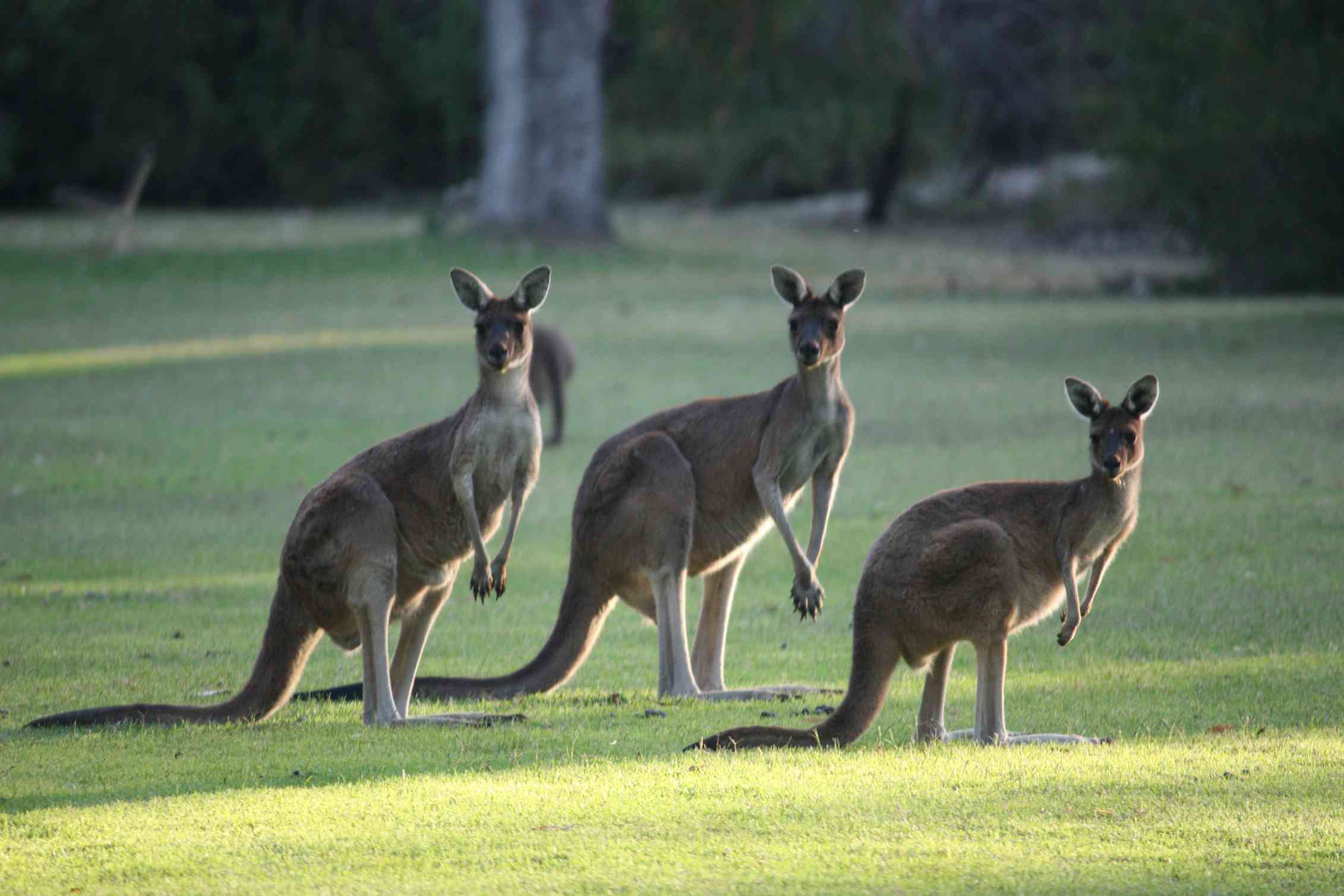 Образ жизни звери. Кенгуру животное Австралии. Кангаро кенгуру. Австралийская Саванна с кенгуру. Кенгурята в Австралии.