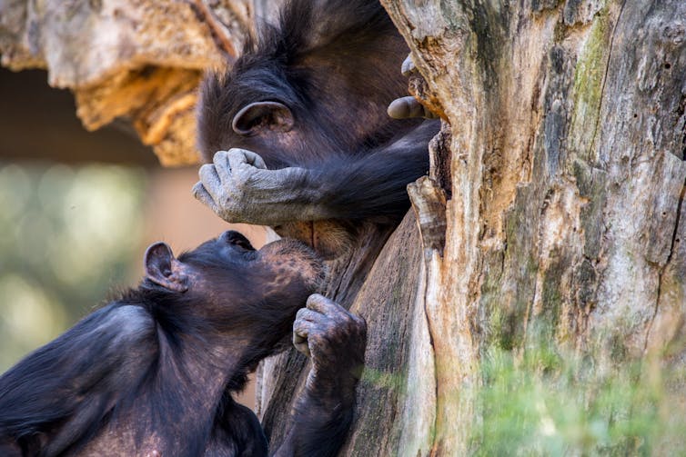 Chimpanzees kiss in a tree