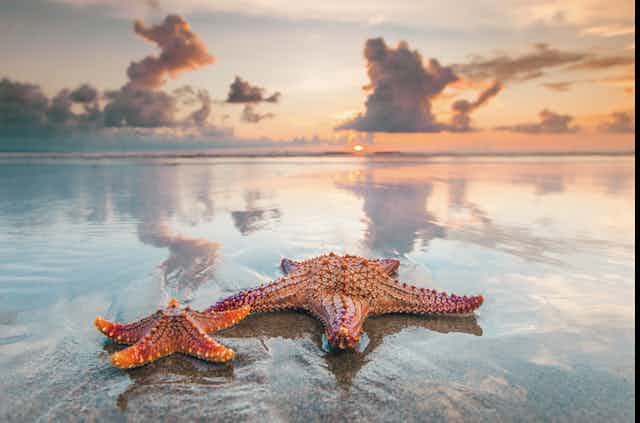Image of starfish on a beach.