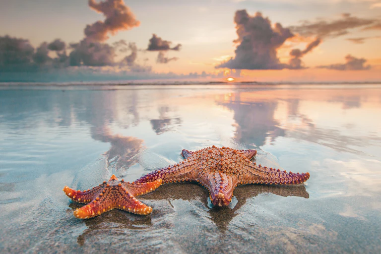 Image of starfish on a beach.