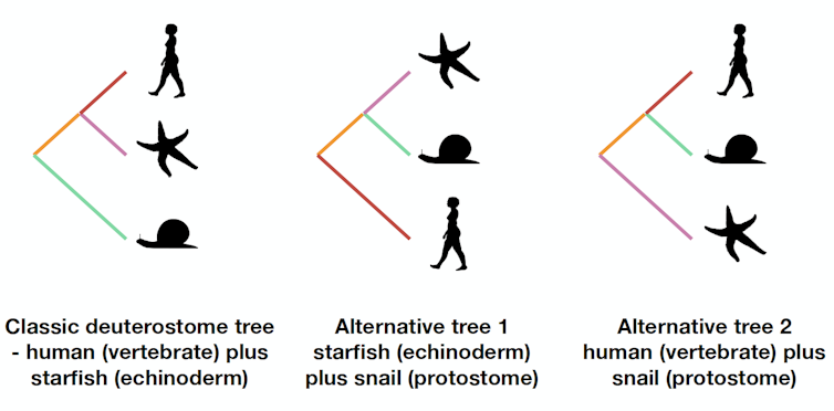 Drawings of the three possible trees.