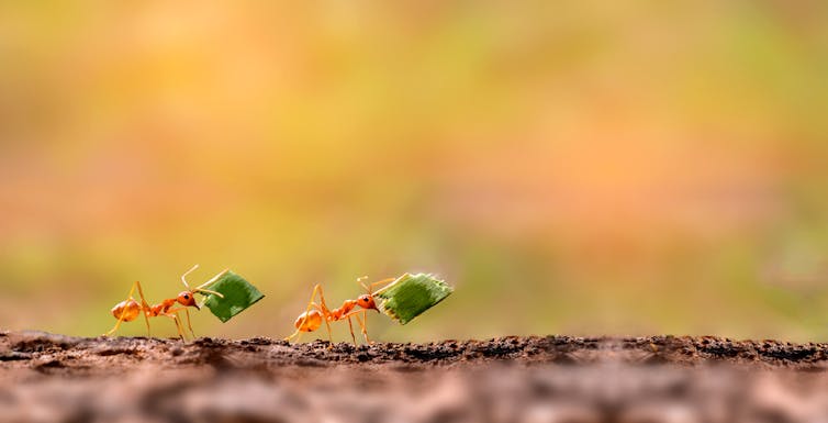 Image of two ants - prostomes.