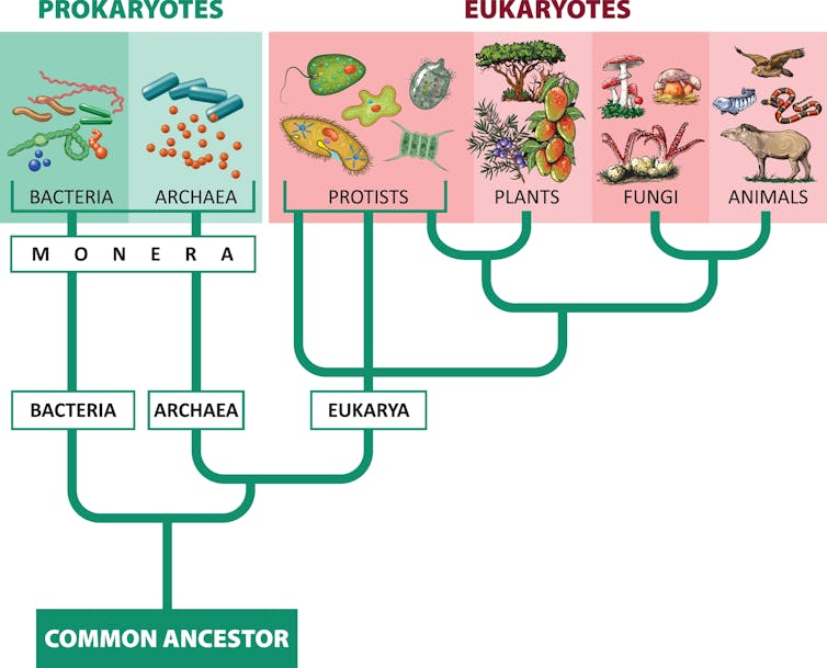 Drawing of a phylogenetic tree.