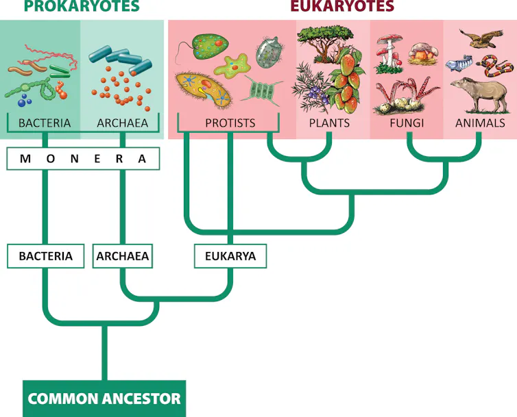 Drawing of a phylogenetic tree.