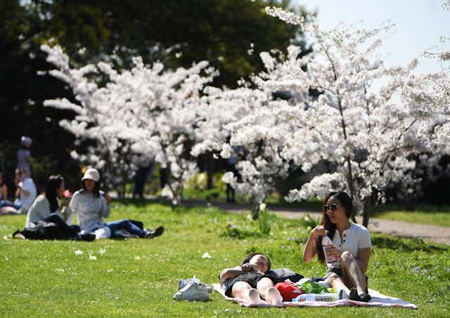 Two pairs of women relax in a sunny park under cherry blossom trees. 