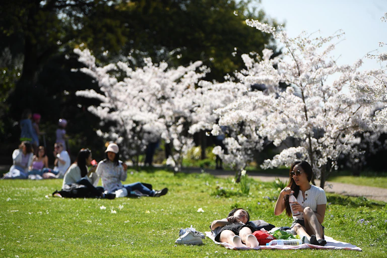 Two pairs of women relax in a sunny park under cherry blossom trees.