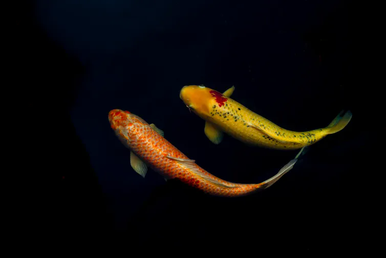 Two Japanese Koi swim together in a pond.