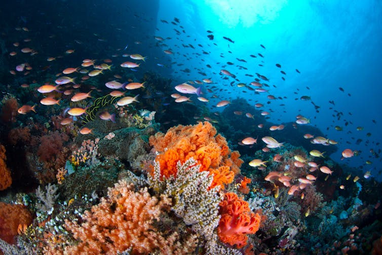 A school of fish surrounds a tropical coral reef.