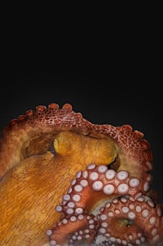 An octopus in active sleep.