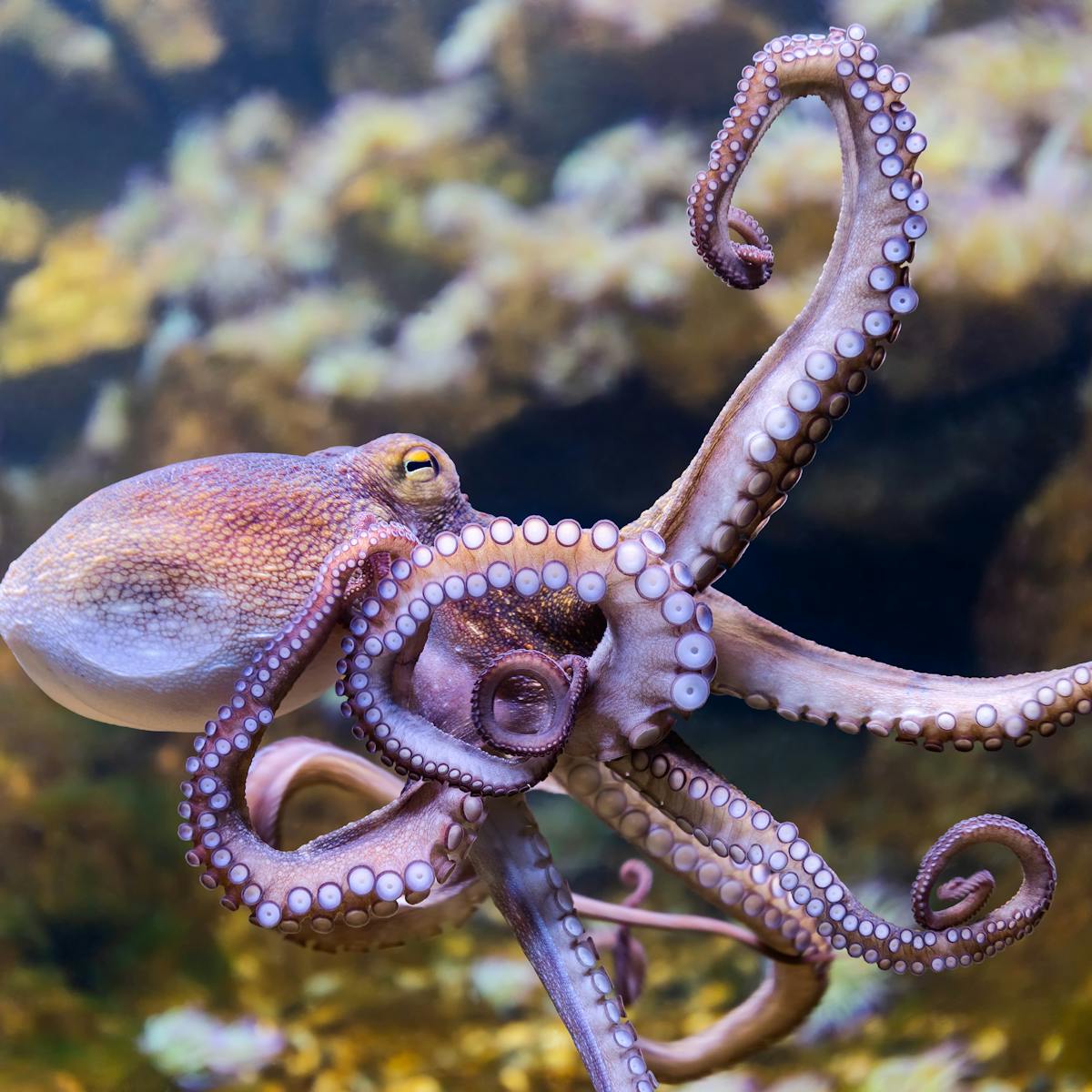 Sleeping octopuses might experience fleeting dreams -- new study