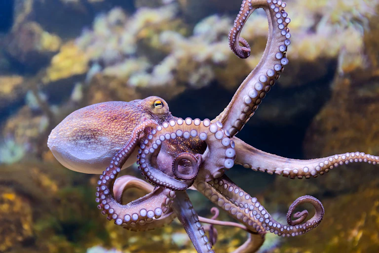 An octopus swimming in the sea, coral behind.