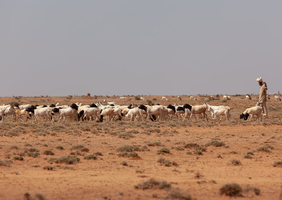 A man herding goats on dry lands