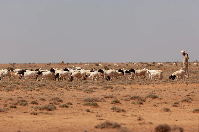 A man herding goats on dry lands