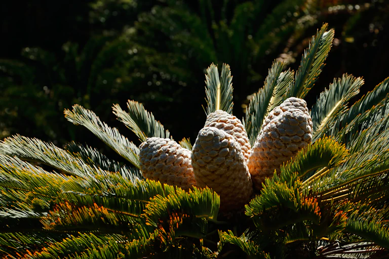 Leaves and cones of a rare cycad species (Encephalartos) in South Africa.