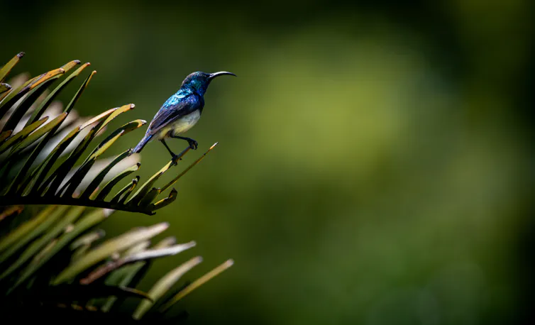 A white-bellied sunbird on a cycad leaf.