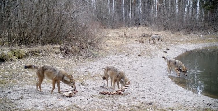 Grupo de lobos alimentándose dos restos dun alce na zona de exclusión de Chernóbil, Ucraína. 2020. Imaxe: CHAR Project / Nick Beresford, Sergey Gashchack.