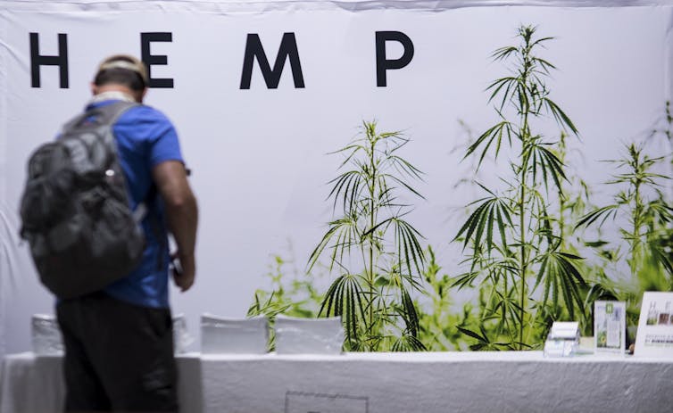 Man wearing backpack looks at a row of hemp plants