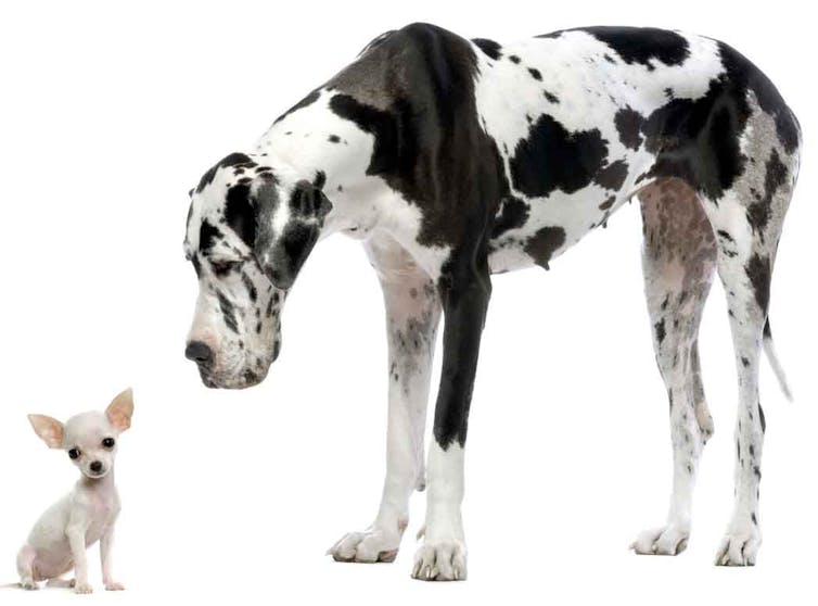 Tiny chihuahua sits next to a giant great dane