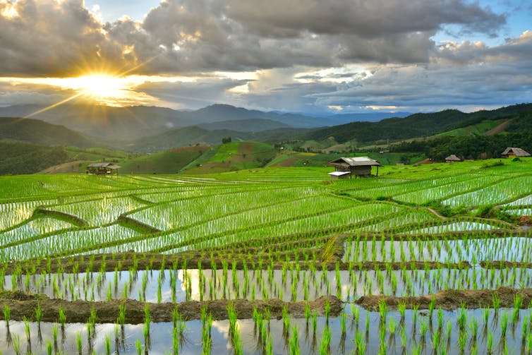 Flooded rice paddies