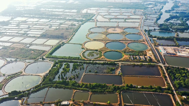An aquaculture farm