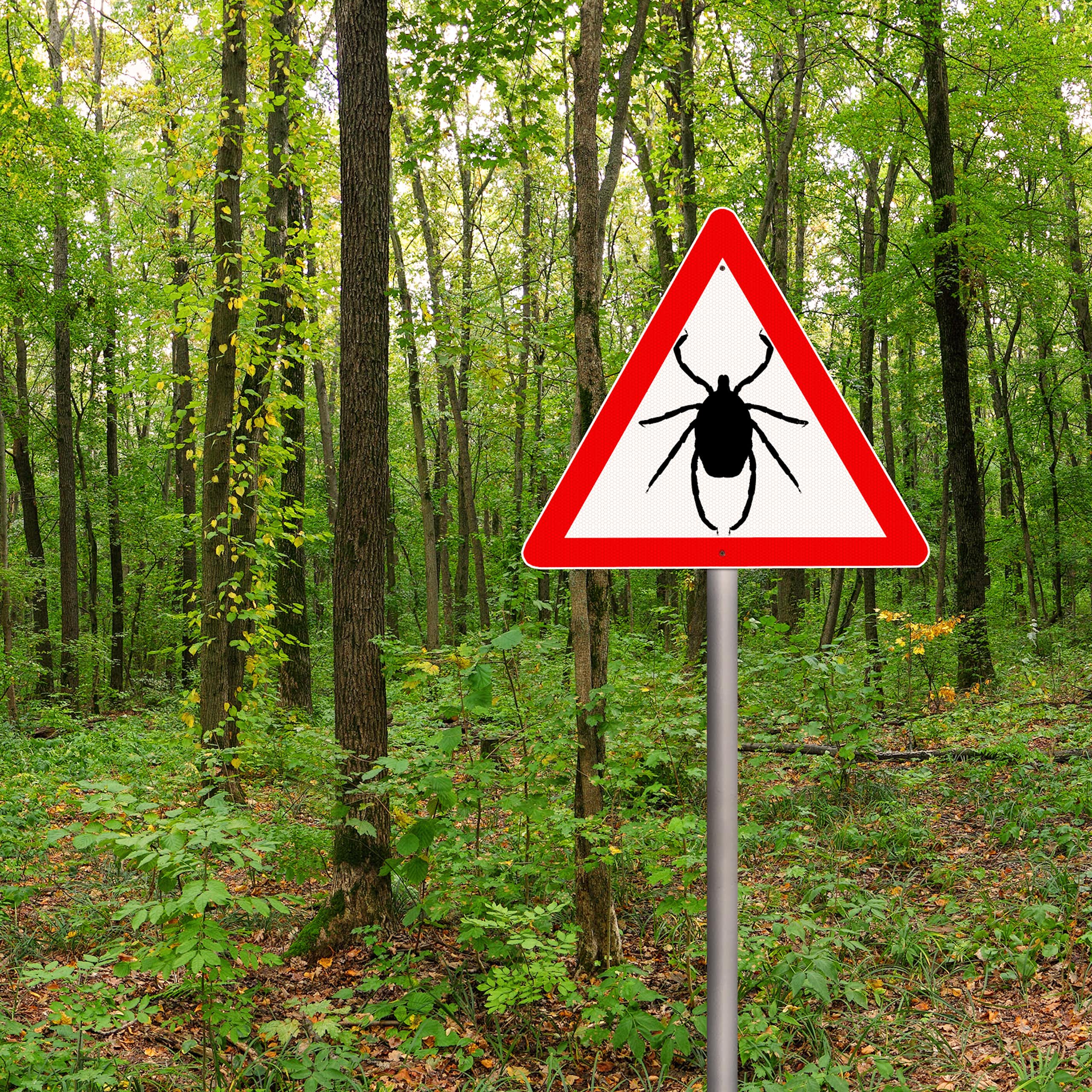 A forest with a sign in the foreground showing a tick in a caution triangle