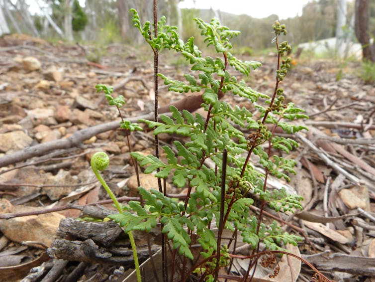Small fern growing on forest floor