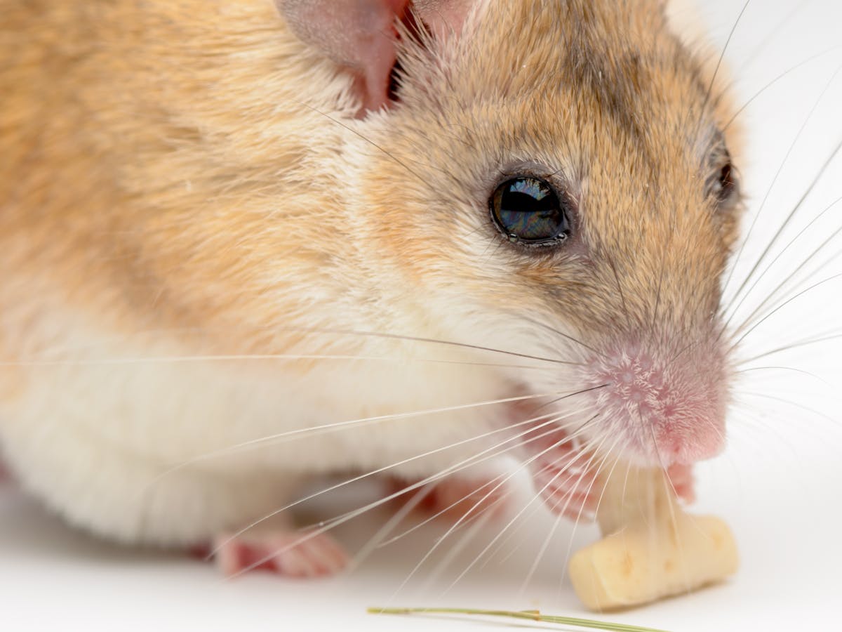 Meet the Egyptian spiny mouse: this menstruating rodent may help us  understand human pregnancy