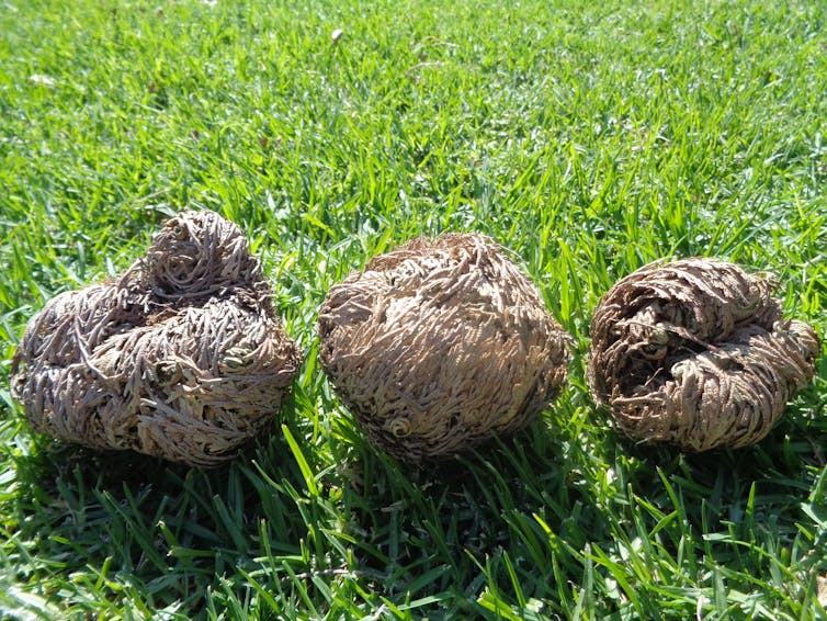 Three brown, dried plant balls on grass.