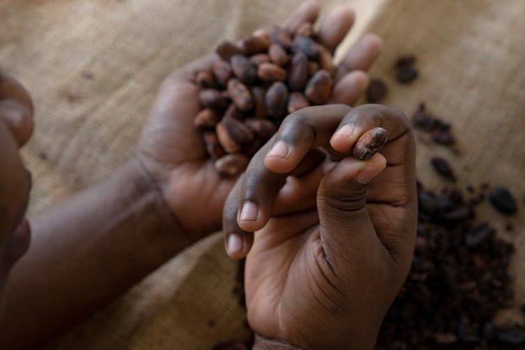 Most cacao farmers earn less than US$1 a day.