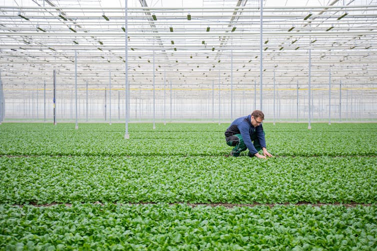 A man tends plants in a greenhouse.
