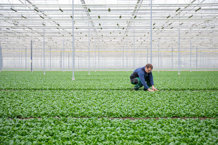 A man tends plants in a greenhouse.