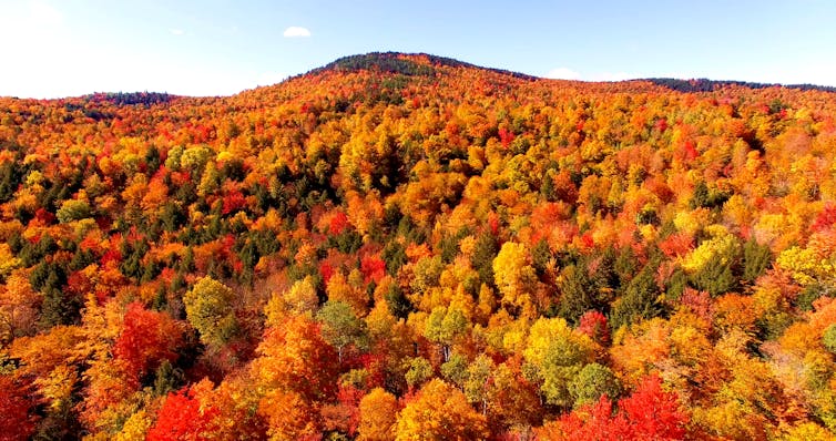 Veduta aerea del fogliame autunnale.