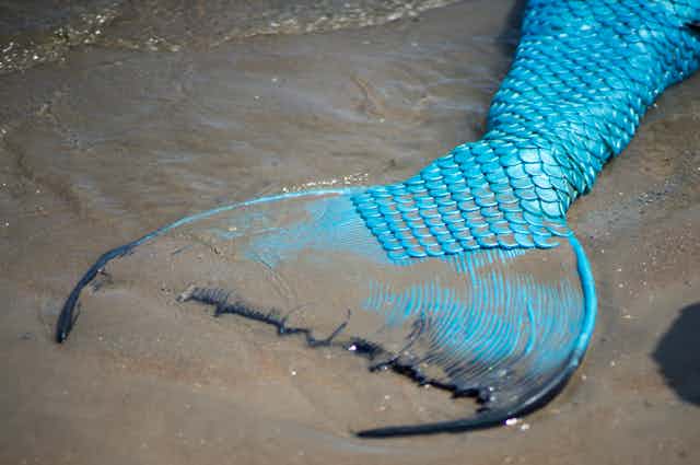 A close up shot of an artificial mermaid tale in the sand at the shoreline.