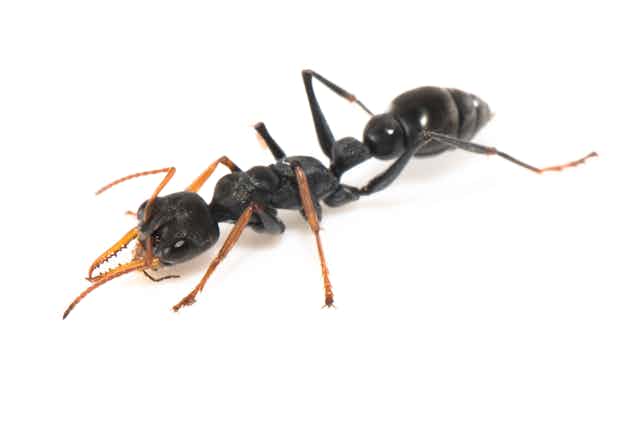 À la recherche de la fourmi du bout du monde et de son génome