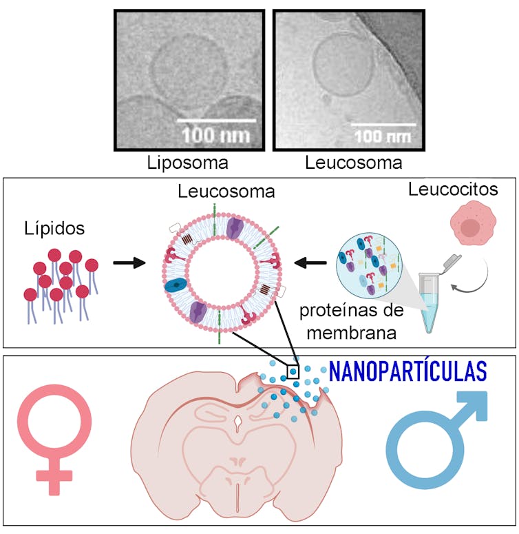 Nanopartículas (liposomas e leucosomas) deseñadas para tratar o cerebro danado.