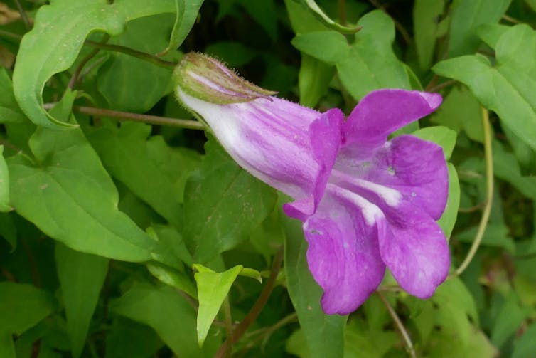 Flor de la trompeta de los ángeles